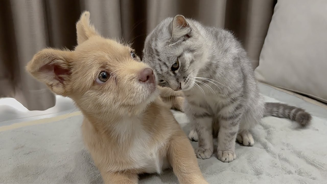 Abandoned Puppy Meets Kittens — A Heartwarming Compilation
