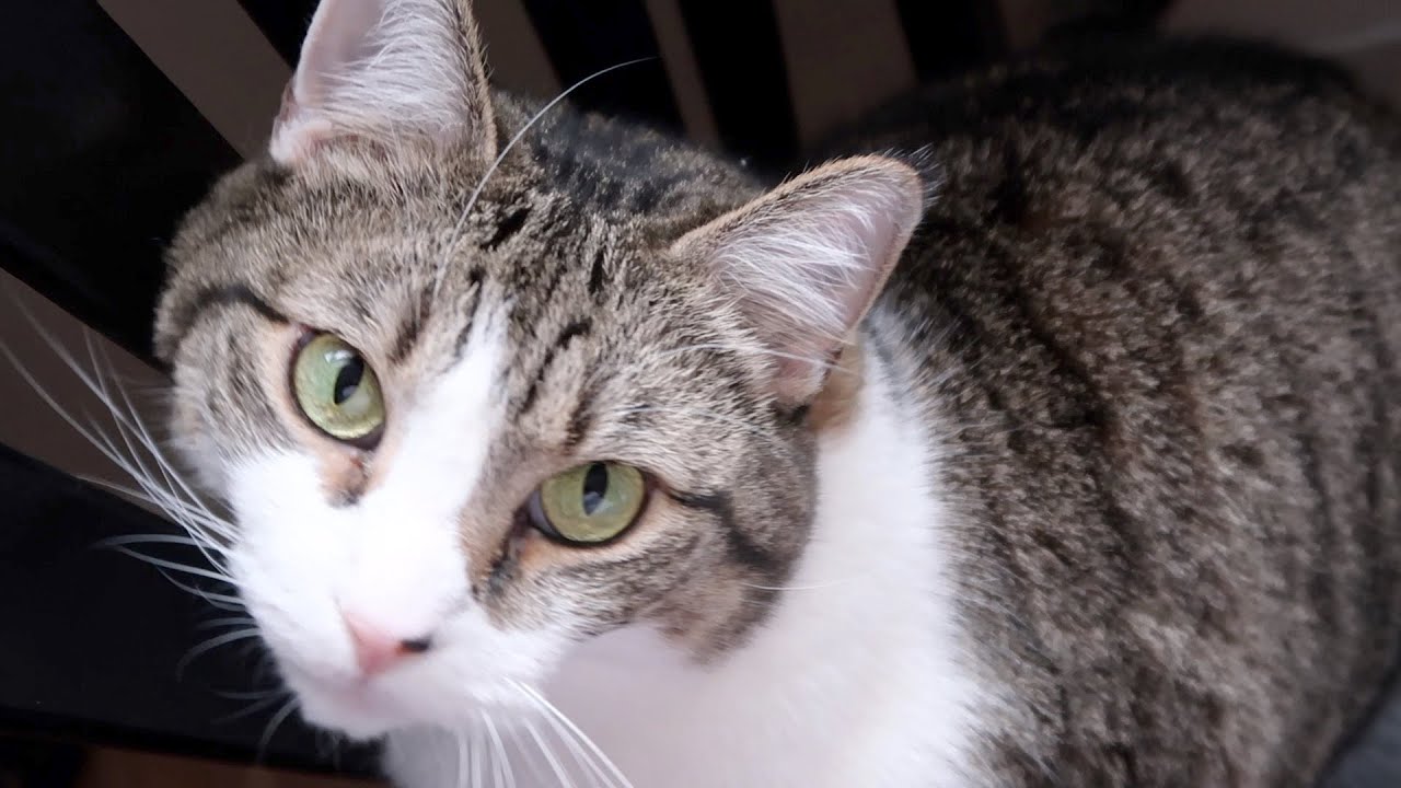 Playing With The Cats, A Crunchie Mukbang, Conversations With Cats - S3 E97 - Cat Vlog