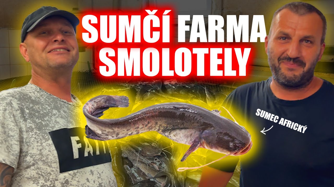 Návštěva sumčí farmy ve Smolotelích 🐟🔍 – Podívejte se, kde roste náš sumec