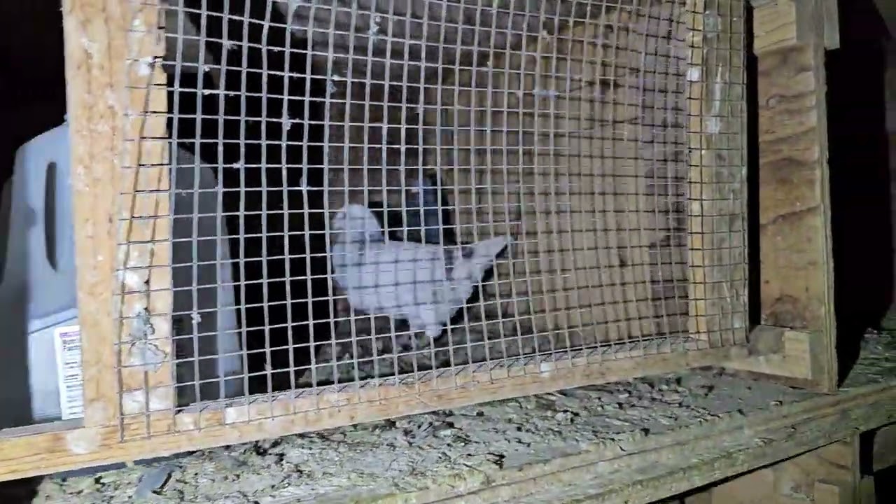 Racing pigeons 2026 breeding Loft