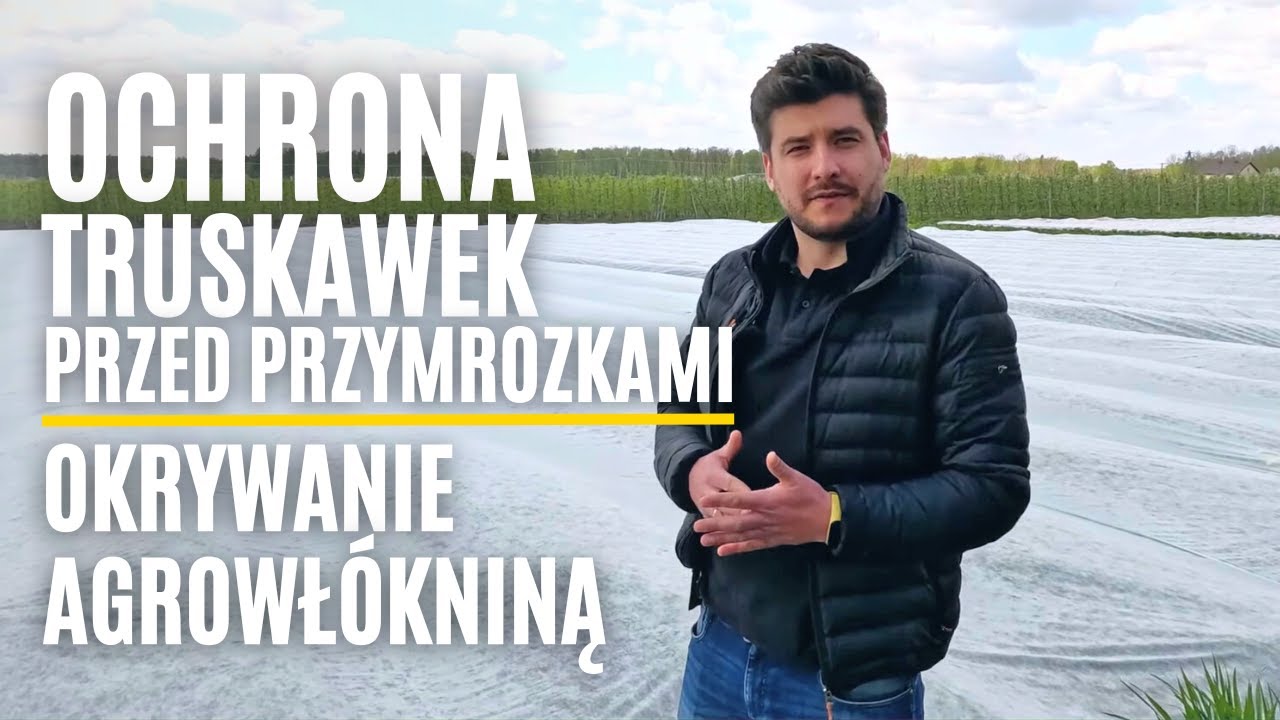 Ochrona truskawek przed przymrozkami – okrywanie agrowłókniną