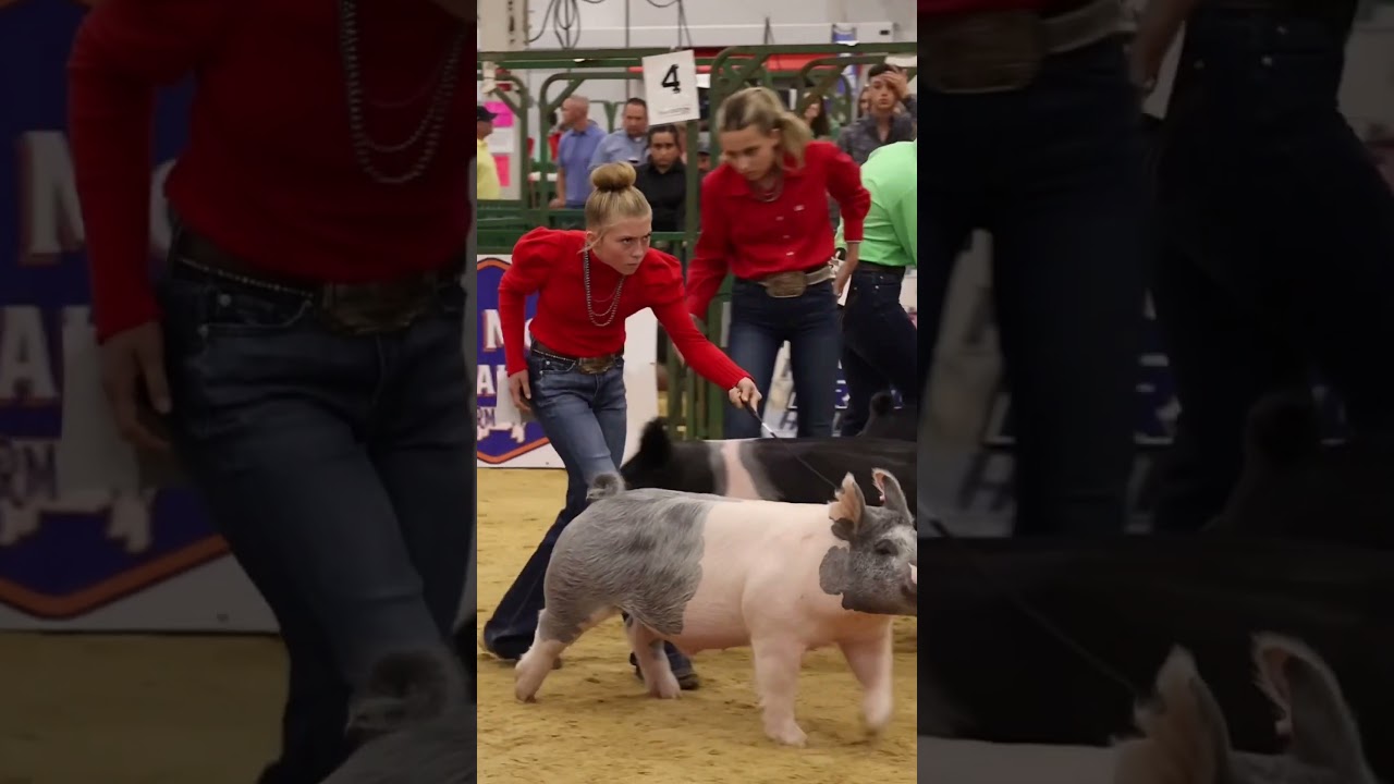 Karis and Ice Man in Hog showmanship at The Exposition! #showpigs #livestock