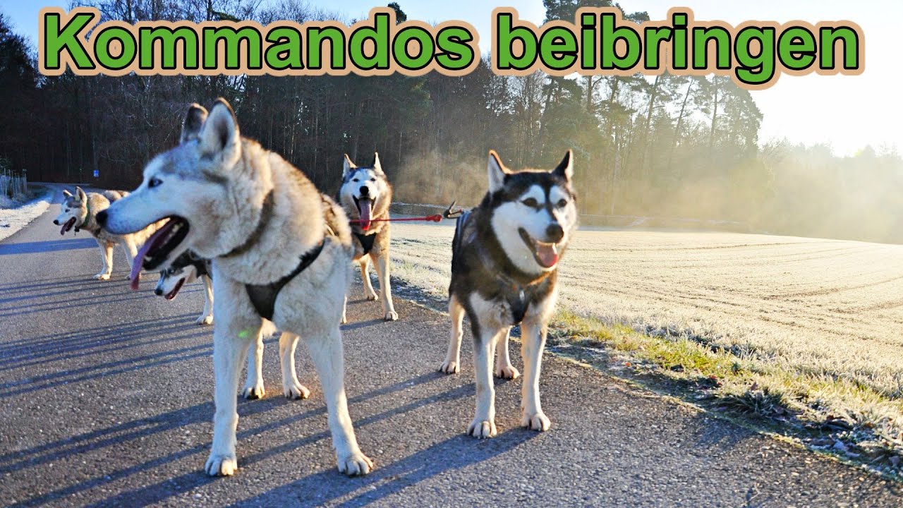 Hund Kommandos beibringen / Zughundesport / Hundeausbildung / Hundetraining / Nature Trails