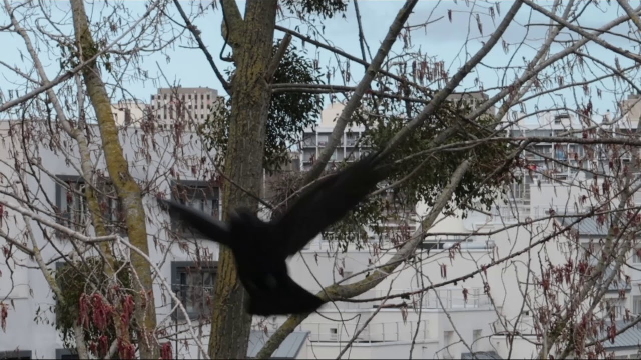 COUPLE DE CORBEAU CONSTRUIT SON NID