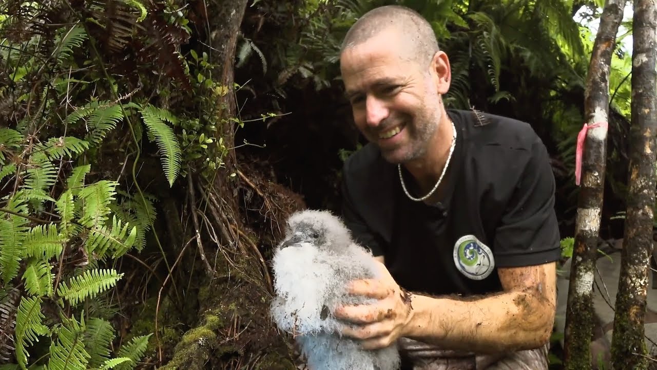 Saving Kauai's Seabirds