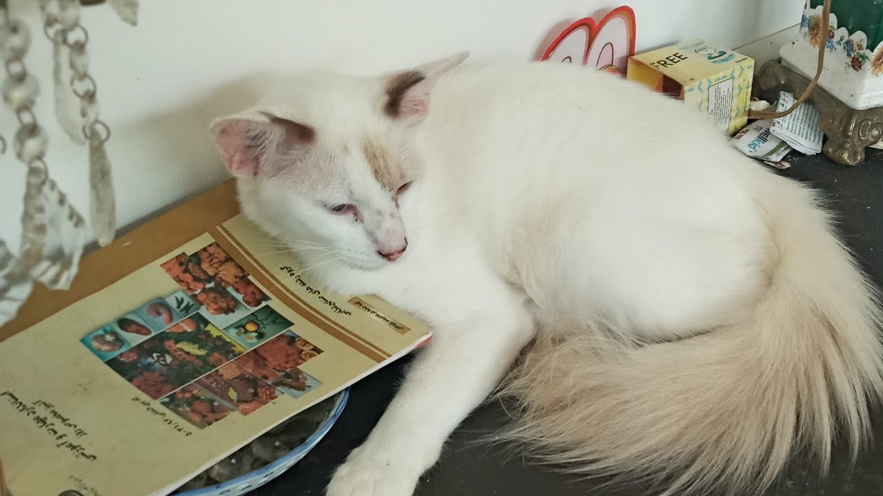 Time Machine Cats !!!! Longest Daily Cat's Story