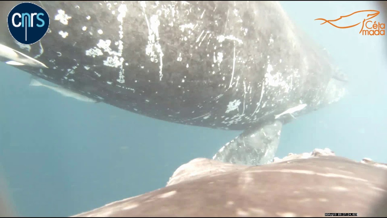Humpback whale calf performing a long suckling session