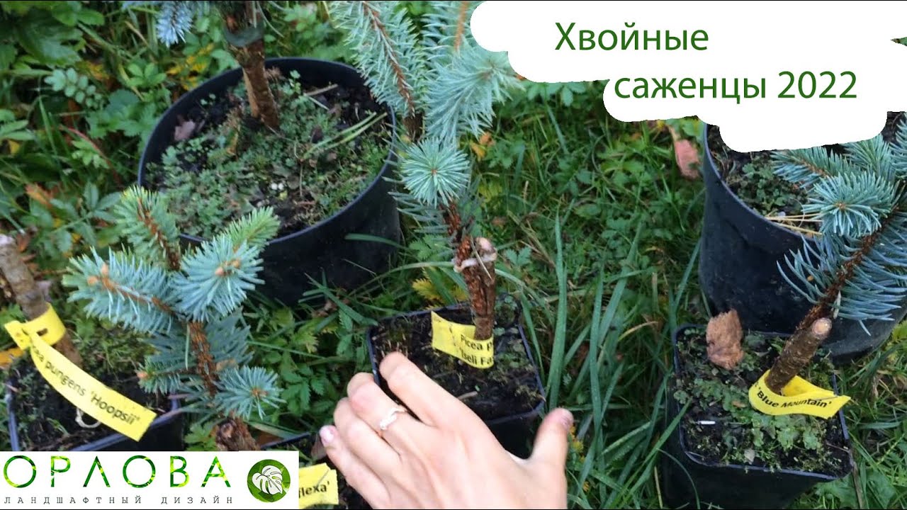 Коллекционные хвойные саженцы осень 2022