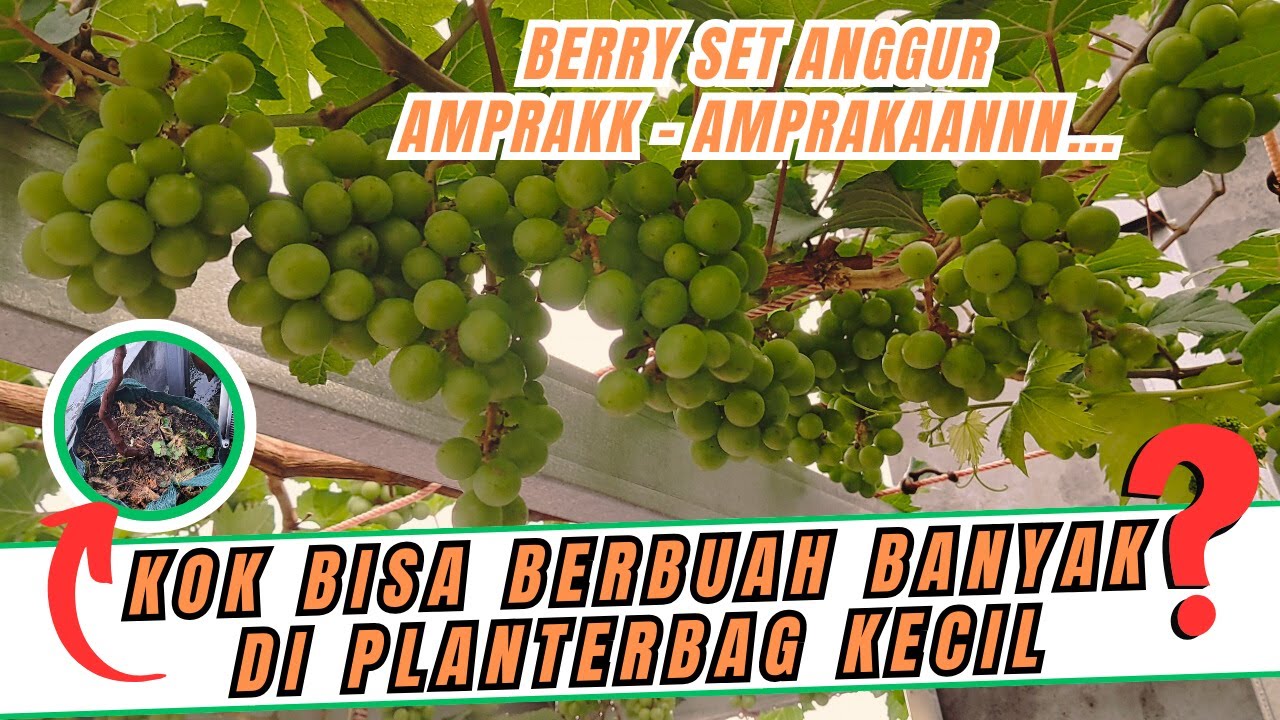 BOOM! BERRY SET ANGGUR AMPRAK-AMPRAKAN DI PLANTERBAG KECIL BEGINI CARA MERAWATNYA AGAR TIDAK GAGAL!