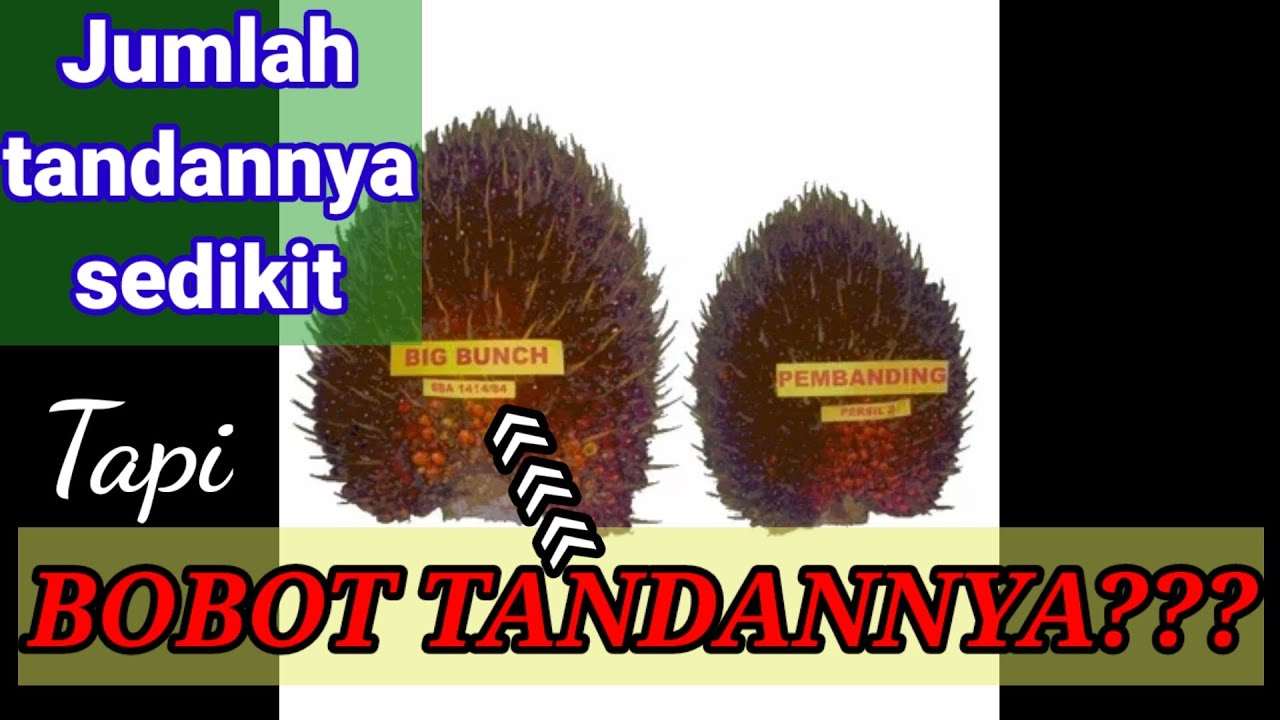 Review Varietas DP 718 dari PPKS Medan Umur 6 tahun|| Varietas BIG BUNCH(30 - 40 kg/tandan ) ||