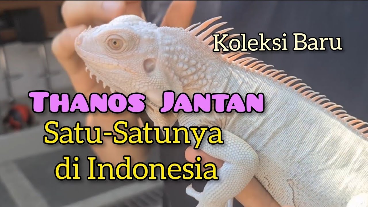 Beli Thanos Jantan - Cuma Ada Satu Di Indonesia - Iguana Langka