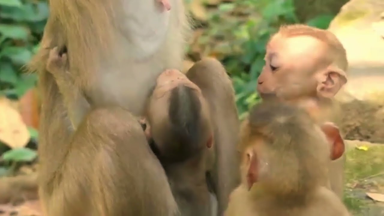 Aw, So greedy orphan Bb monkey Angela asking for milk Libby drinking with Bb Rainbow getting milk.
