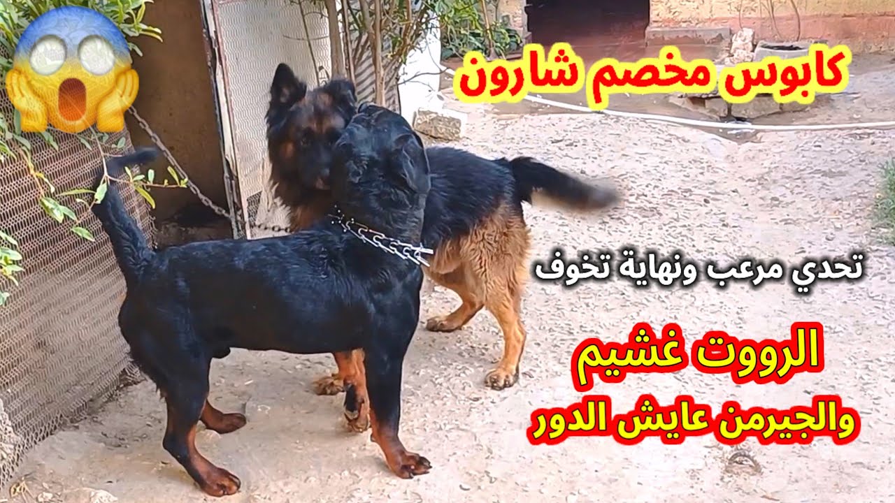 كابوس استهدف شارون | مصمم يهاجم وشارون قاطع عليه | وهكر بيحاول يبعد عن المشاكل علشان العقاب #ابّونور