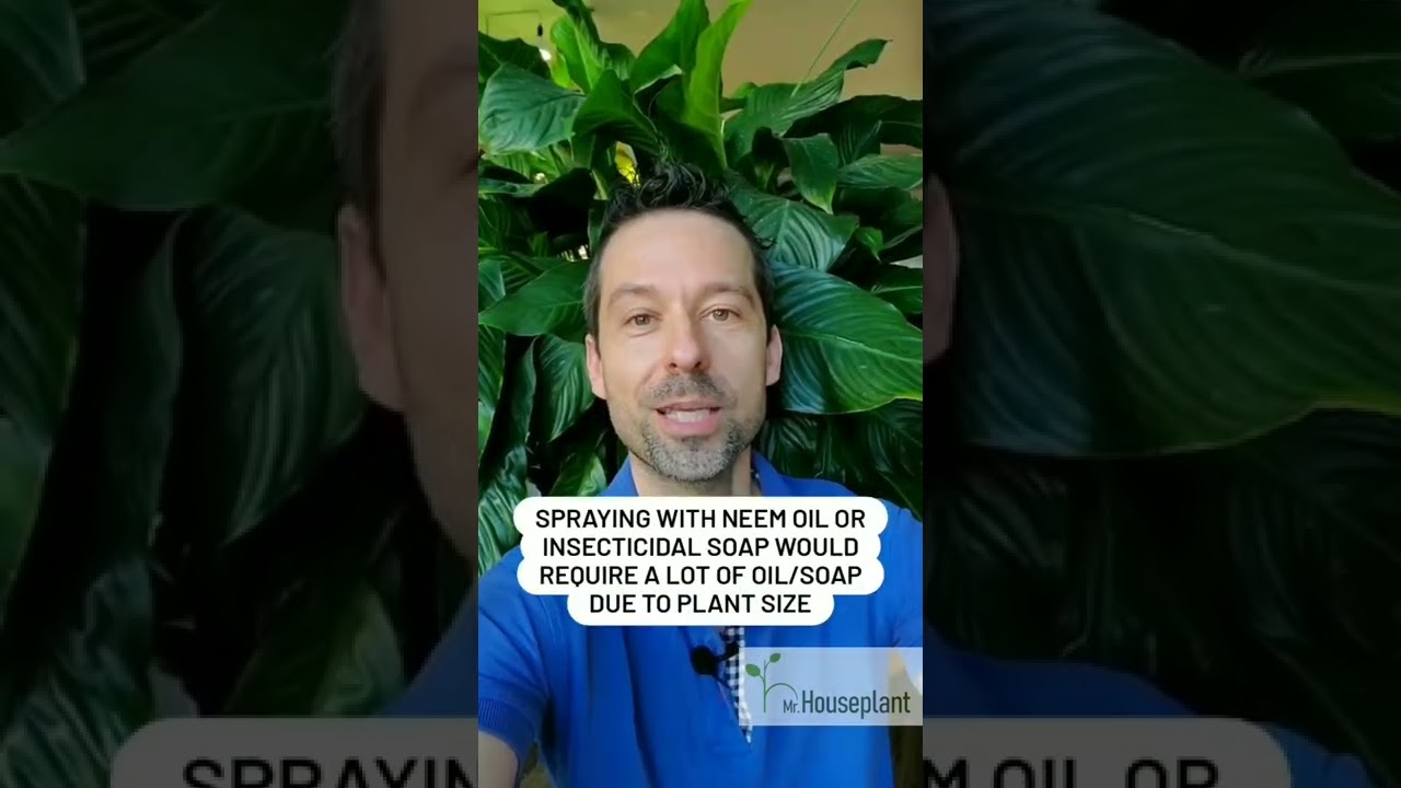 Spider Mites on a Big Plant (How to Treat It?)