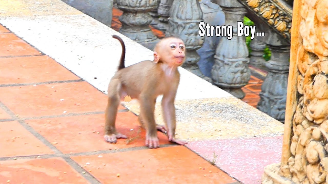 The best...No matter what the situation, Baby monkey Saro is always strong.