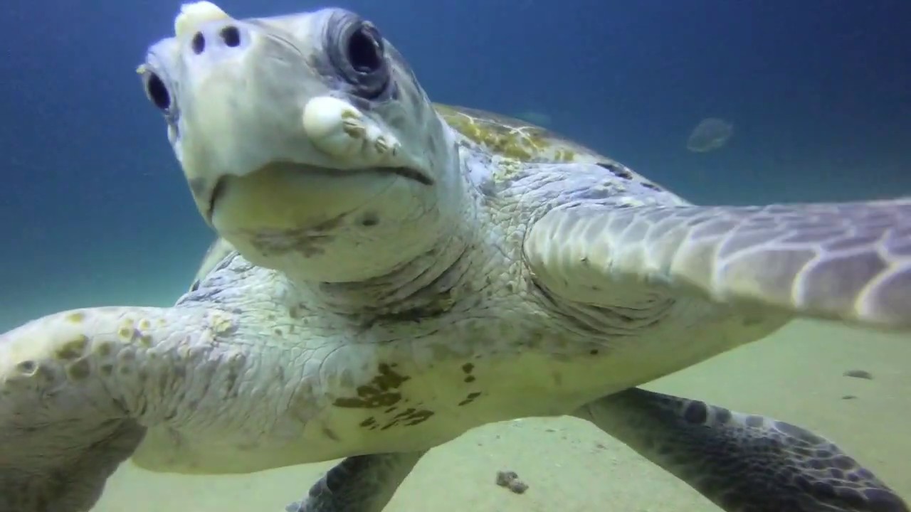 Family Day Trip Cabo Pulmo