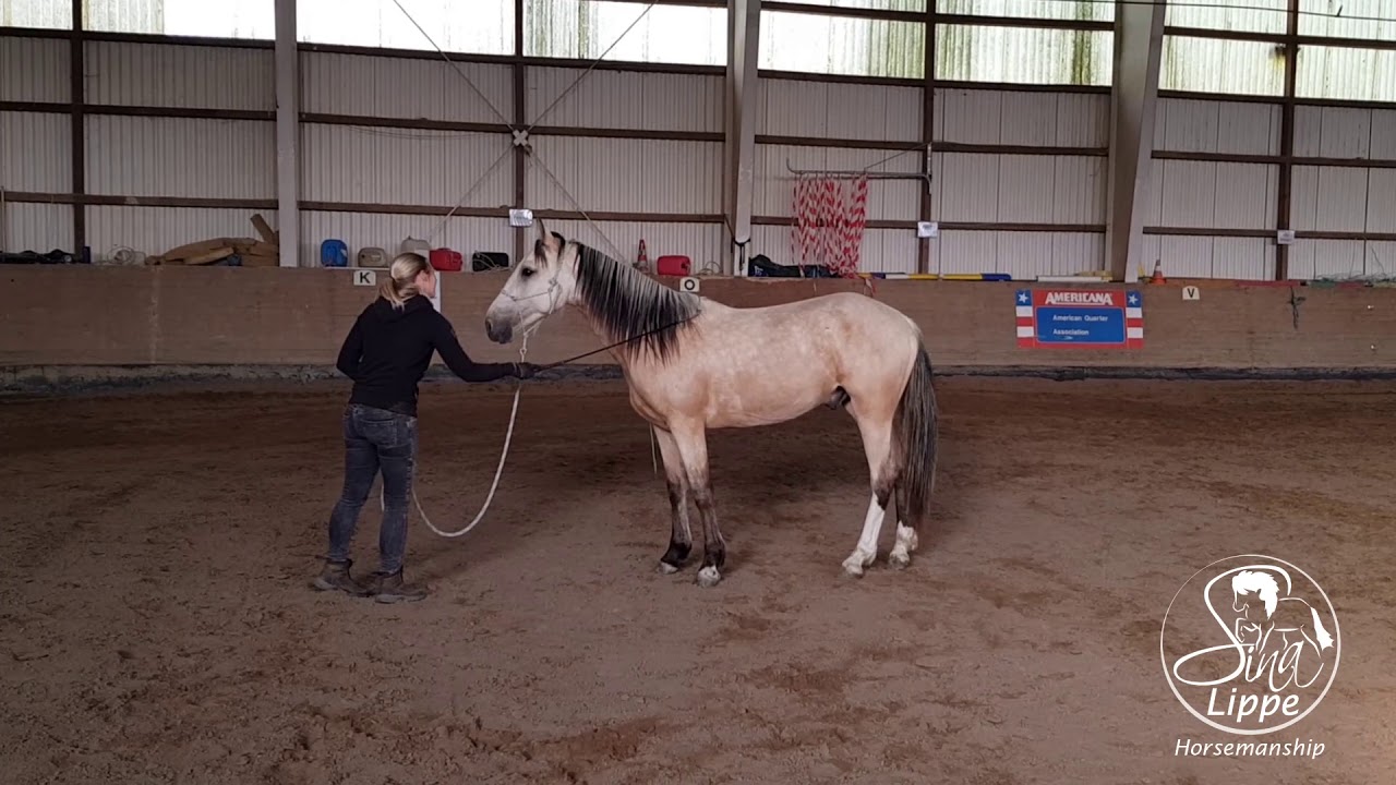 MUSTANG MAKEOVER 2018 Team Sina (TAG 4243) - Update 3