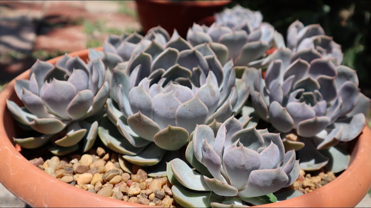 Echeveria Lía - Echeveria lia - Cuidados