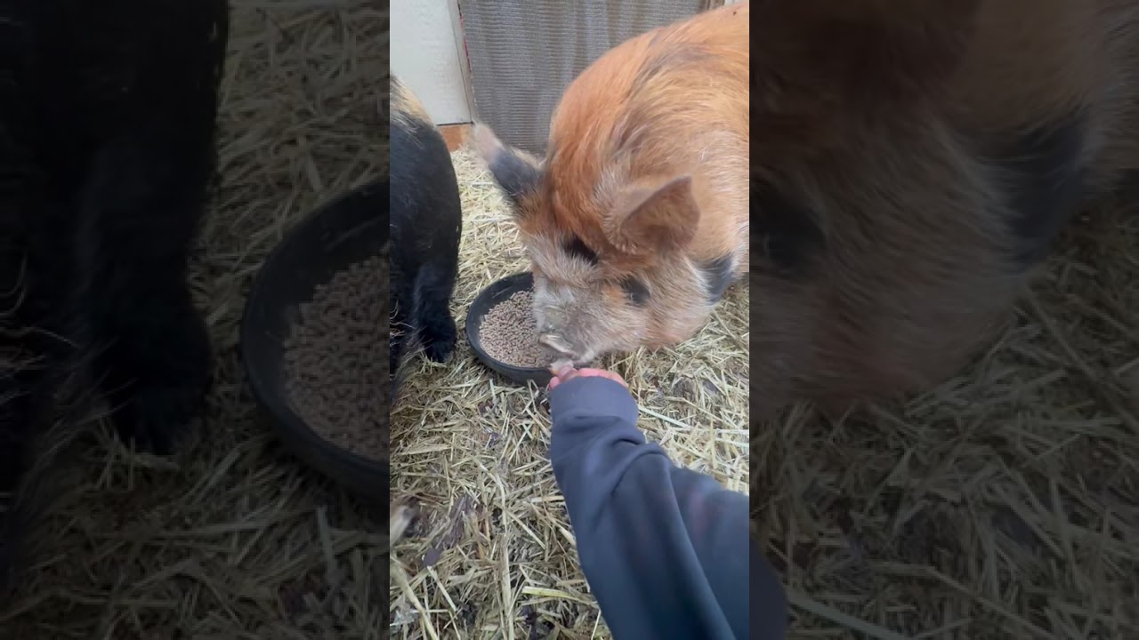 January 25,2026 #chicken  #pig  #goat  #farmlife  #farm # homestead 