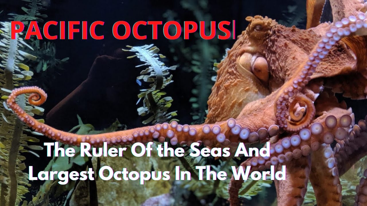 The Ruler Of The Seas And Largest Octopus In The World