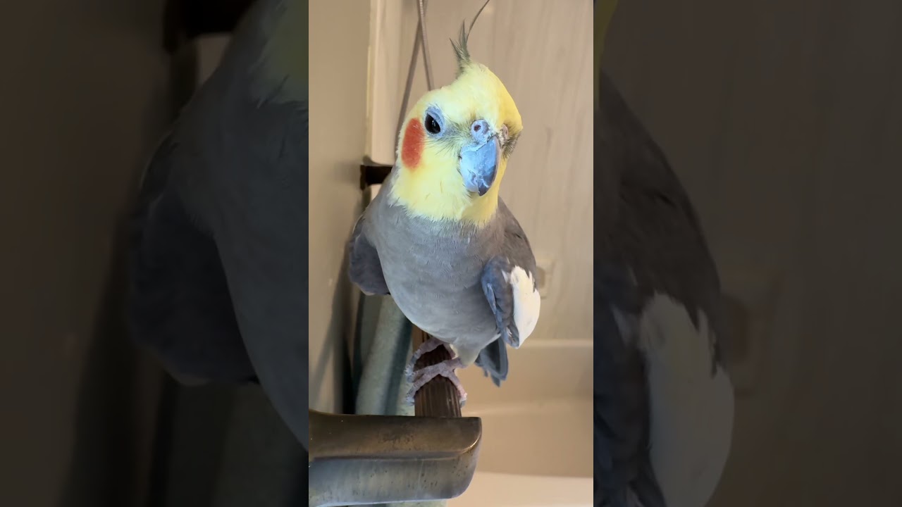 Wo wooooo #konacam #cockatiel #parrotlife #funnybirds