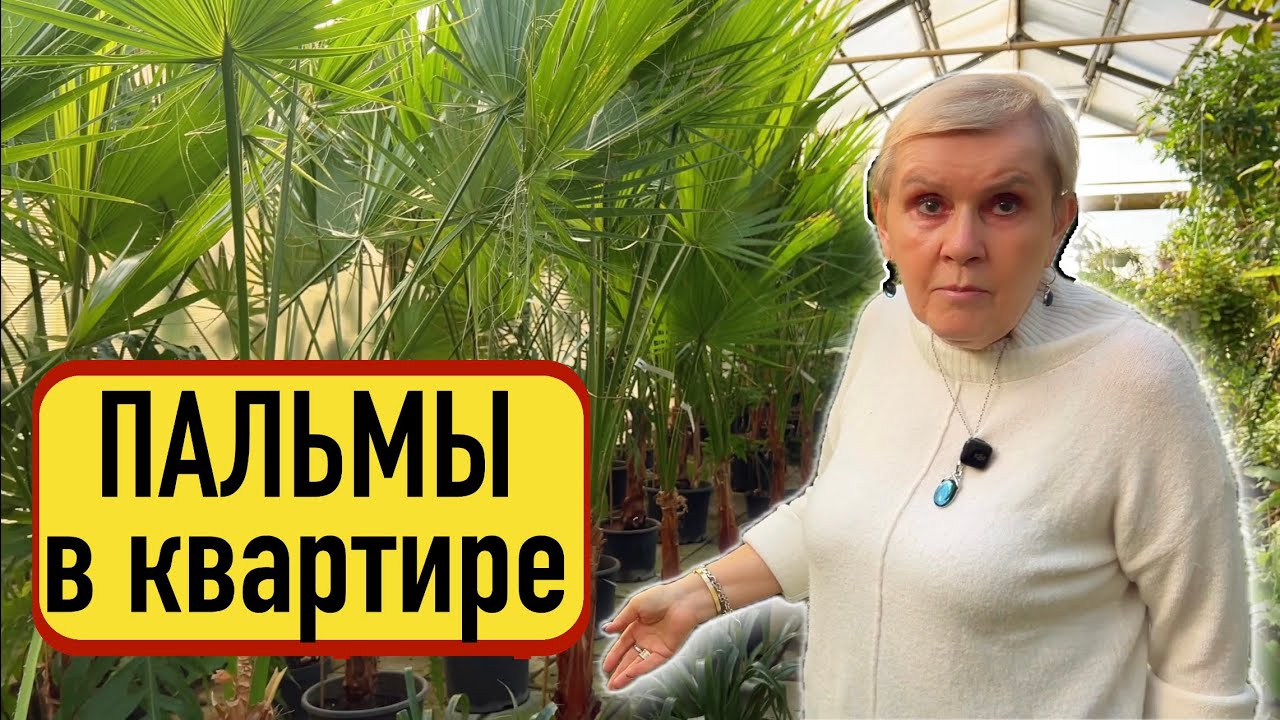 Садовый центр «Красная Нива» | Пальмы в интерьере