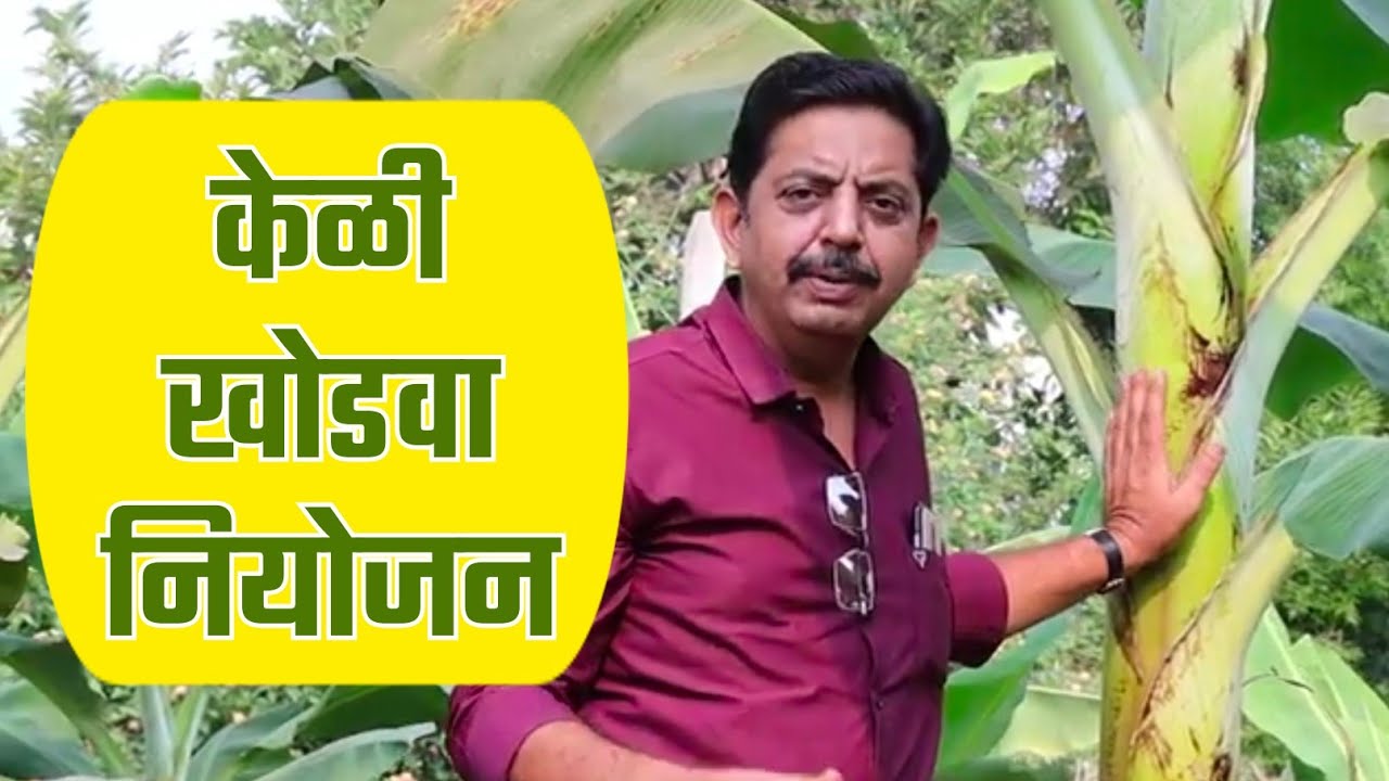 केळी पिलबाग, खोडवा नियोजन | Ratoon crop in banana |भारत कृषी उद्योग