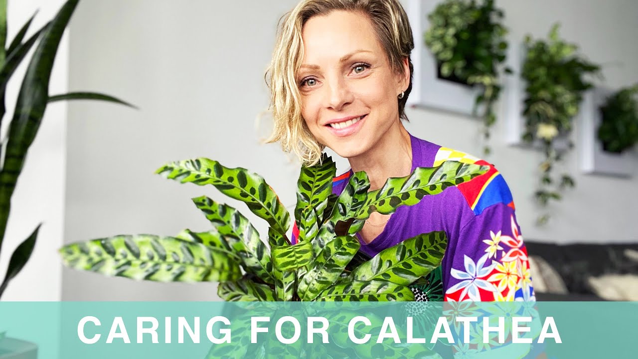 How I Care For My Calathea Plant - Green Moments With Juliette Episode #05
