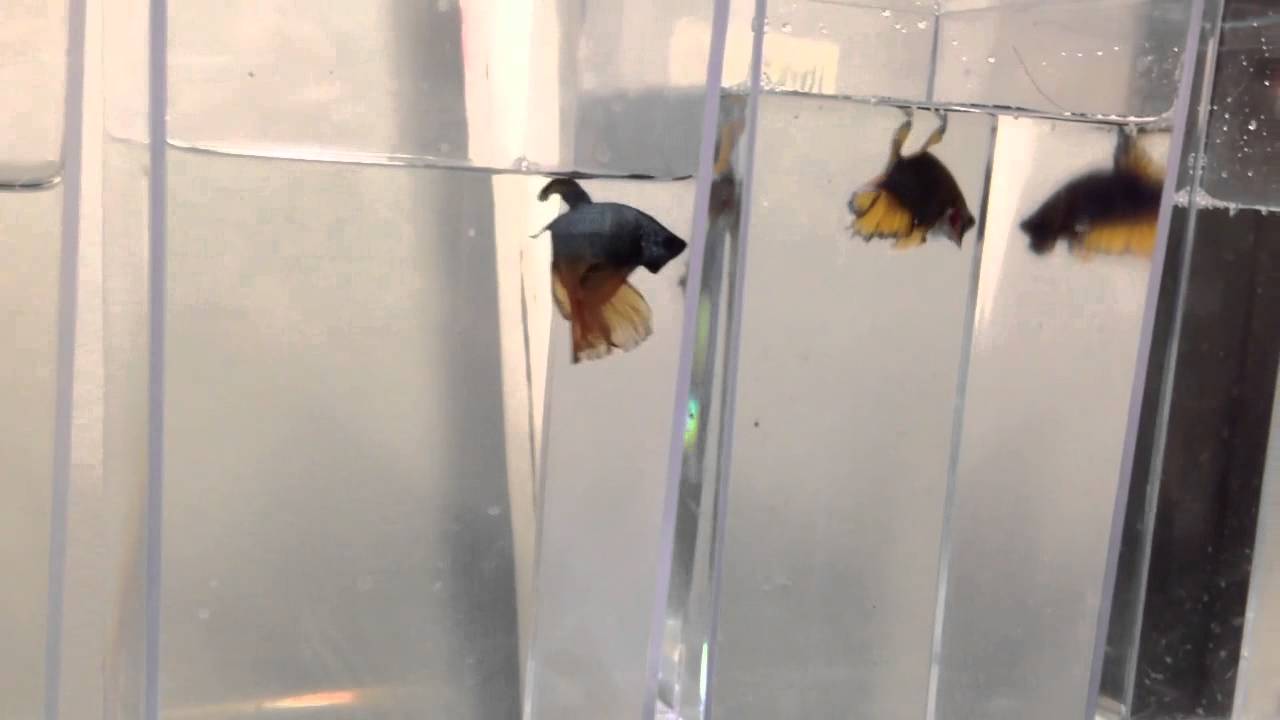 Cool Bettas