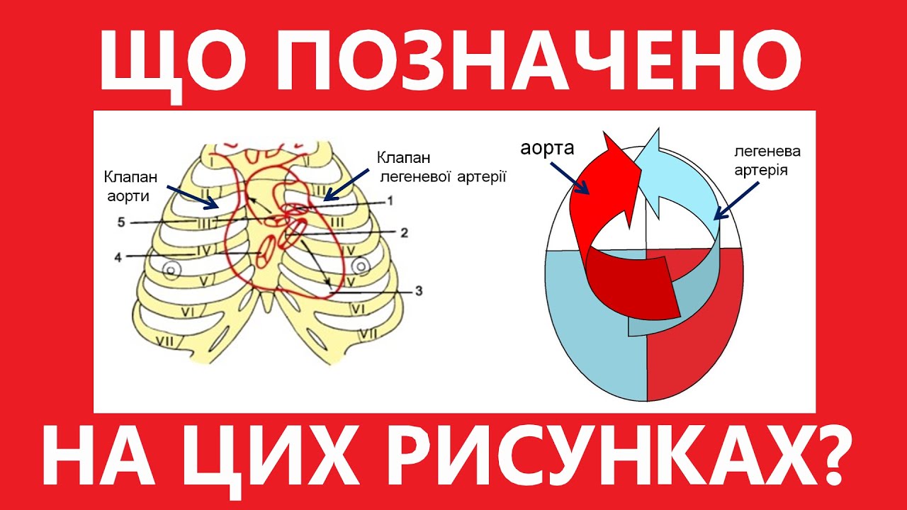 Анатомія серця