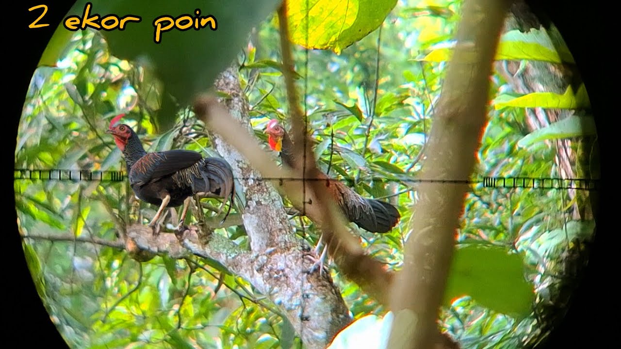 🔴BERBURU AYAM HUTAN Best Top 2 Ekor Poin