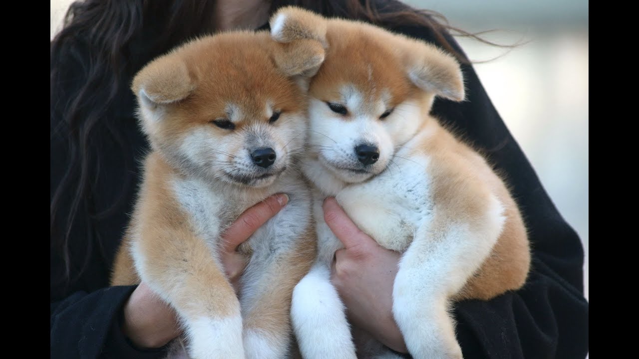 AKITA INU : Top Akita Inu : Meilleur élevage de France 2022, Winner World 2022, Winner Europe 2022
