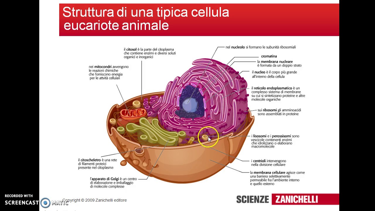 La cellula eucariota
