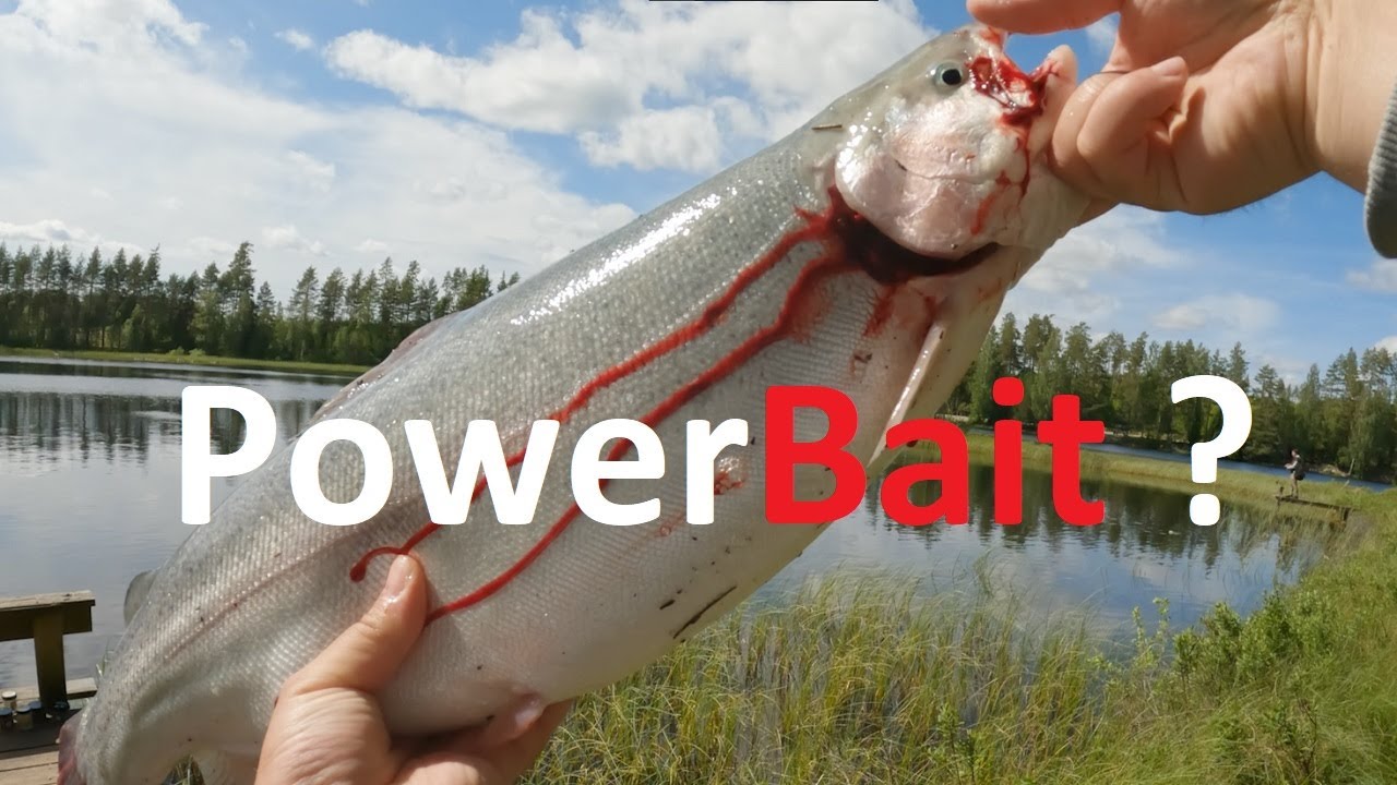 PowerBait säsongen har börjat ? Regbågsfiske / Hofors Hubo-Långsjön