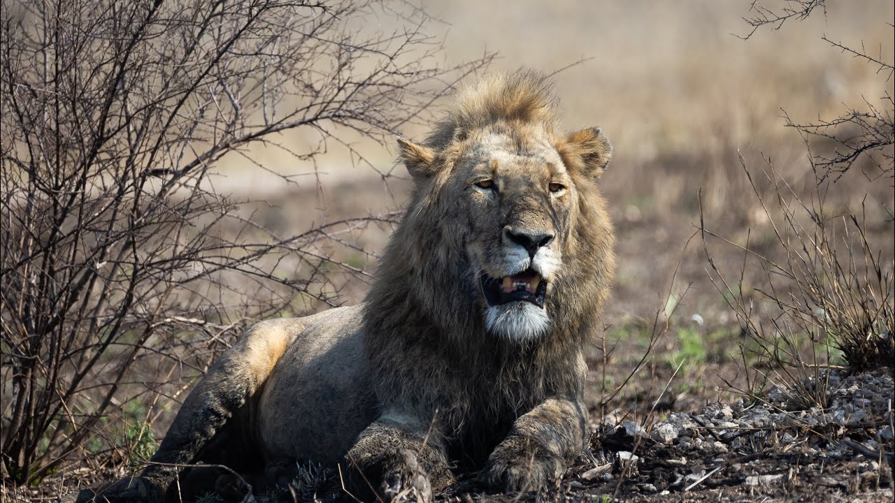 Kruger Park ( nine nights)