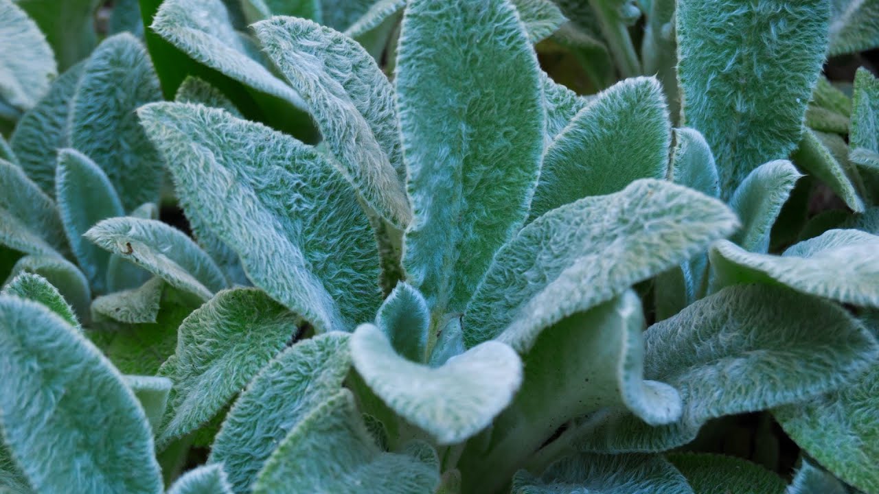 Como plantar peixinho da horta, (PANC)PLANTA ALIMENTICIA N&Atilde;O CONVENCIONAL