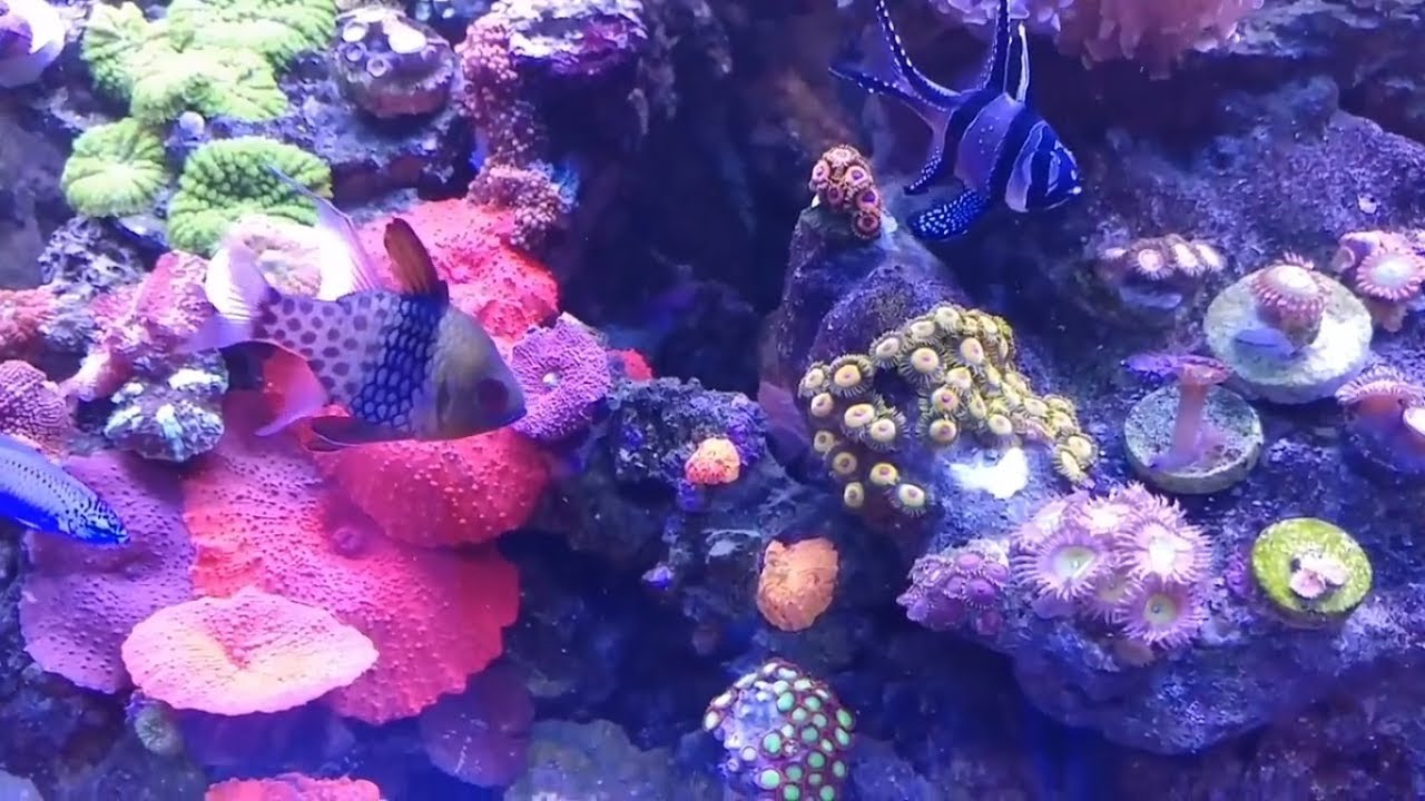 After Reefapolooza 2017 70 Gallon Cadlights Reef