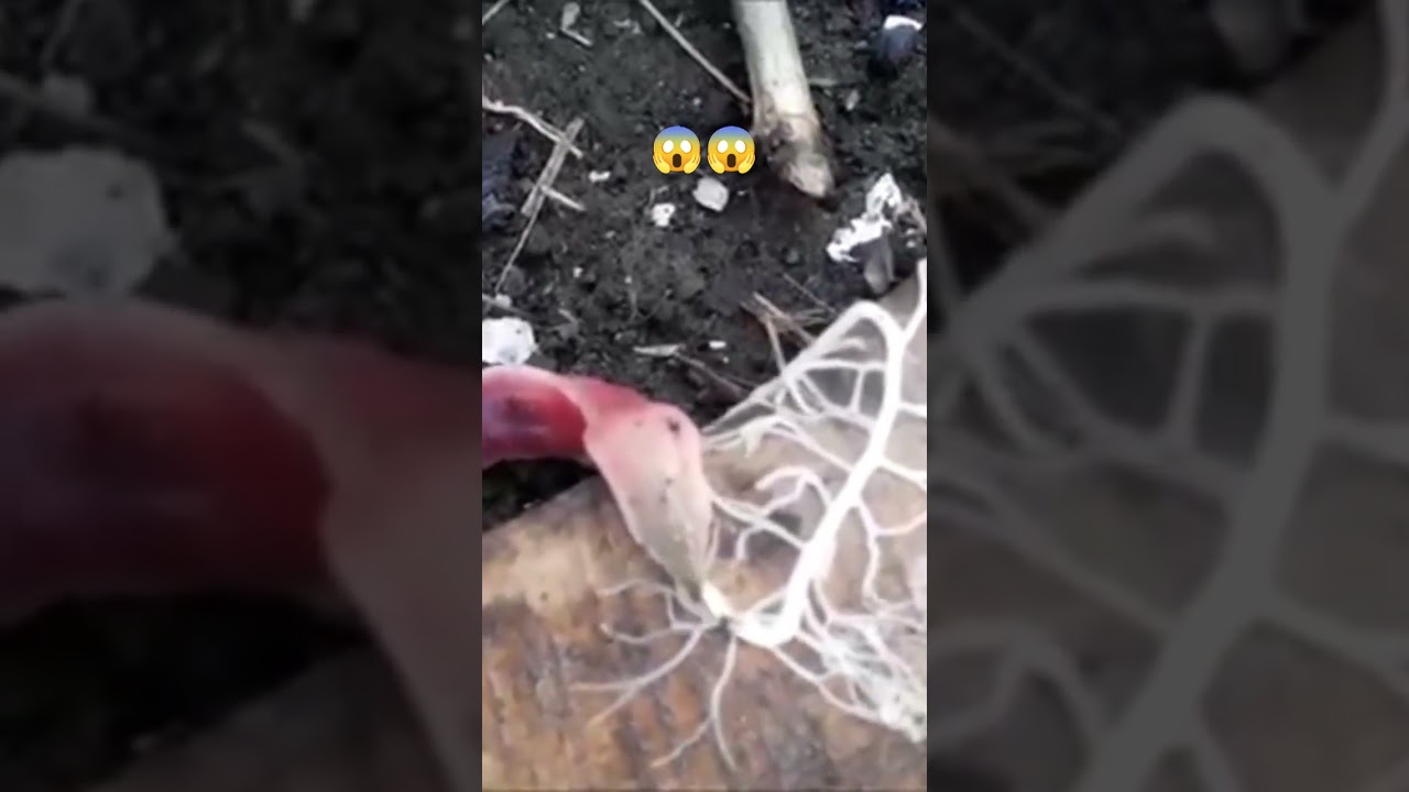 Ribbon Worm Proboscis