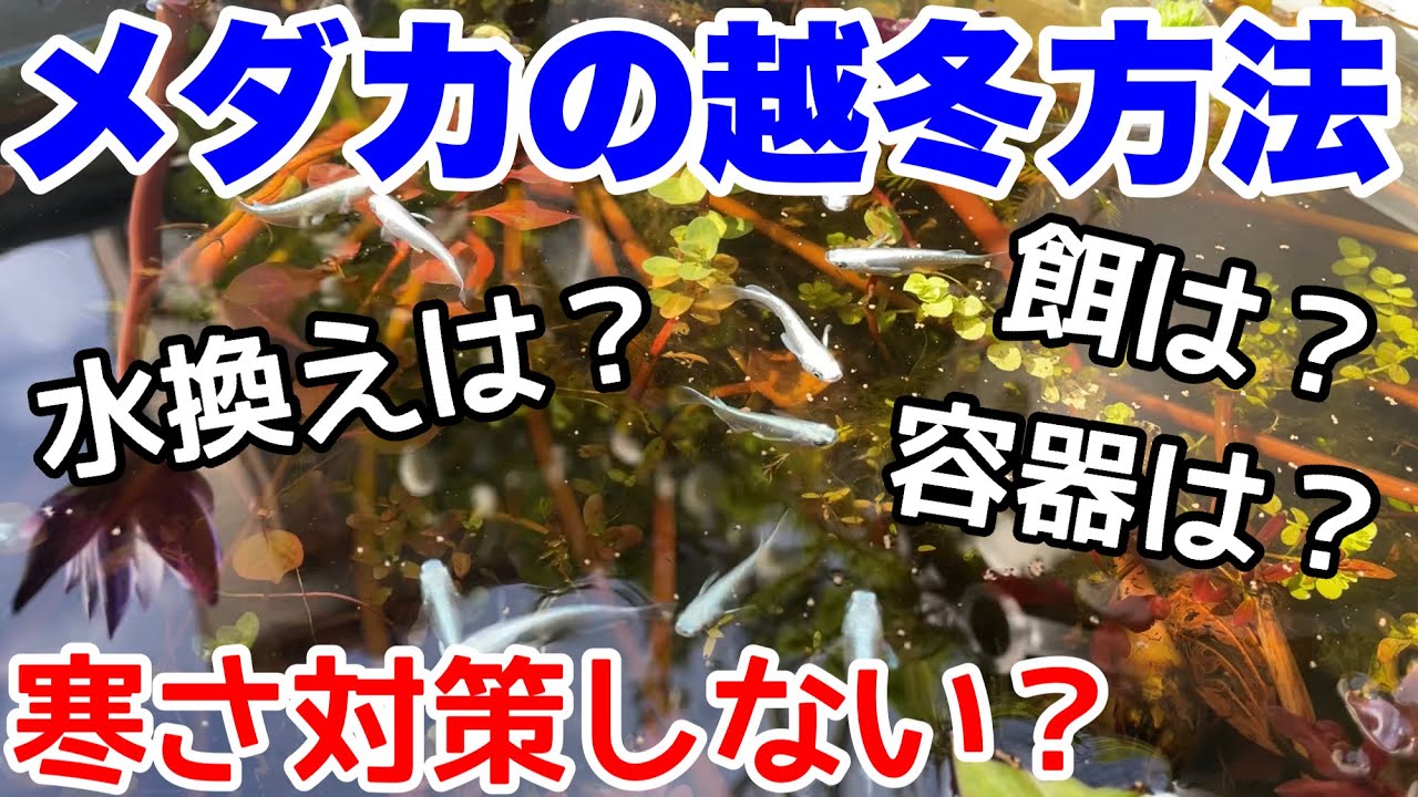 冬のメダカ飼育、管理方法！寒さ対策必要なし！？冬越し、越冬方法！餌は？水替えは？容器は？　メダカ睡蓮ビオトープ