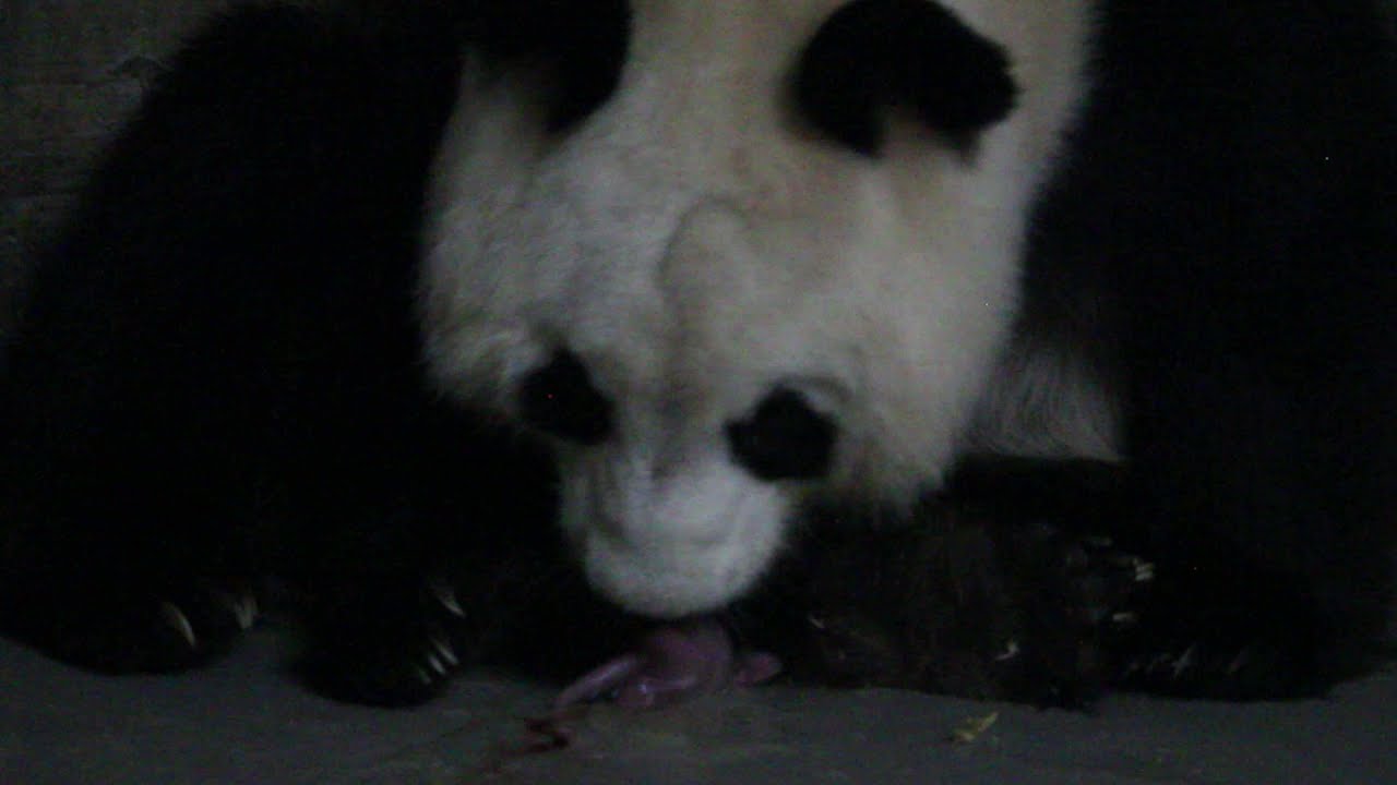 ¡Nacen dos crías de oso panda en Zoo Aquarium de Madrid!