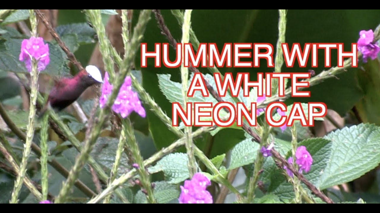 Central American Hummingbirds: The SNOWCAP [NARRATED]