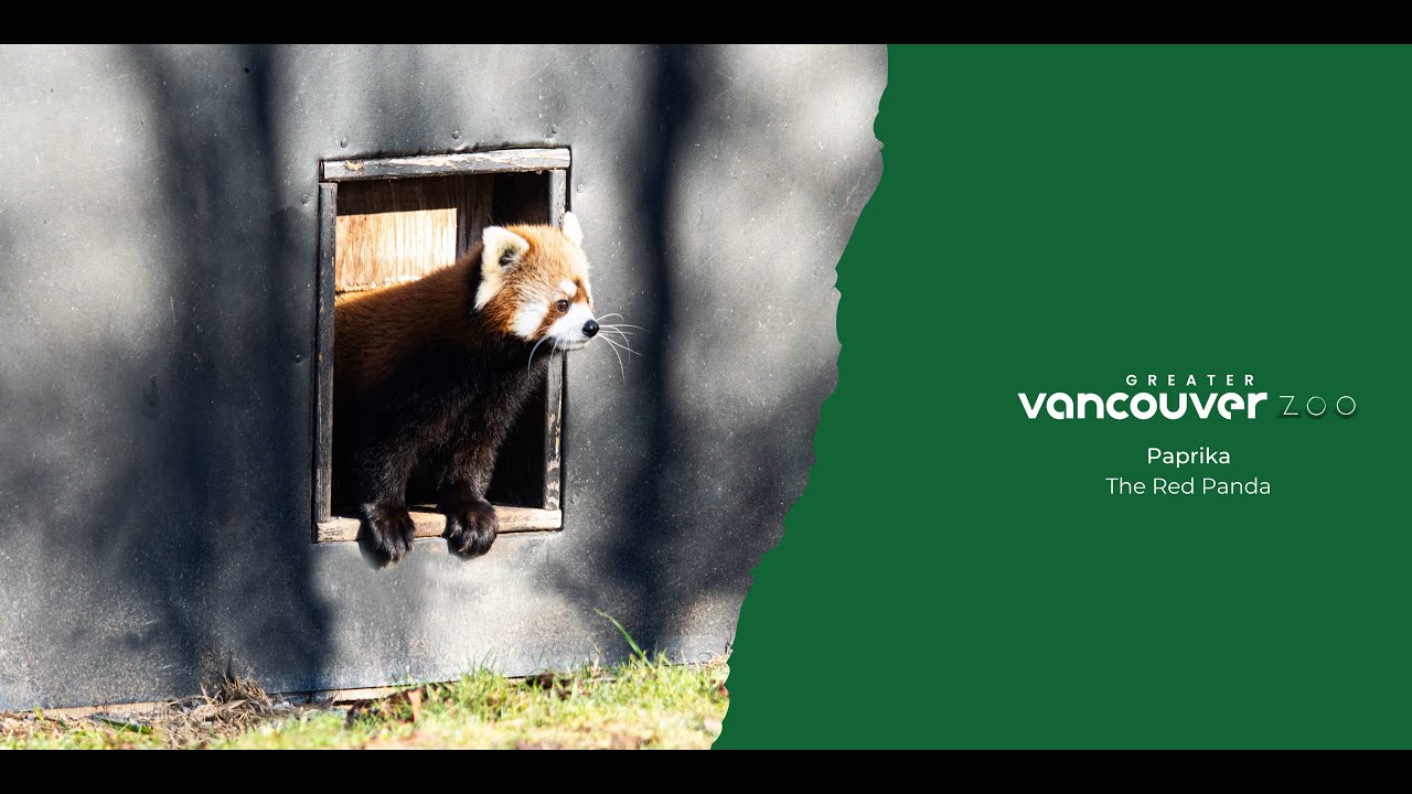 Paprika The Red Panda Is Doing Amazing!