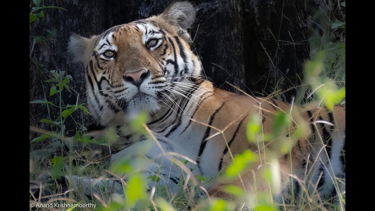 Unbelievable Moments in Kabini Wildlife Safari