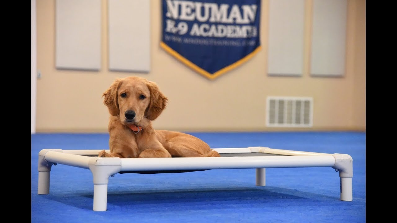 Maui (Golden Retriever) Boot Camp Dog Training Video Demonstration
