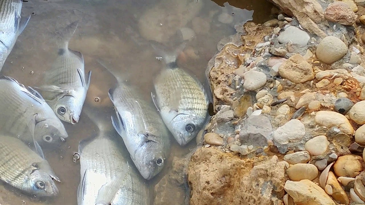 דייג החותרים. יום שישי