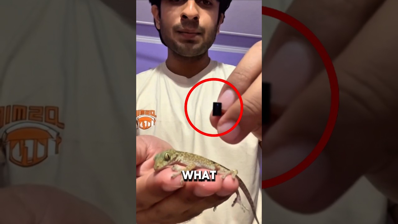 He Put a Camera on a Lizard&hellip; What It Found Was Unbelievable.