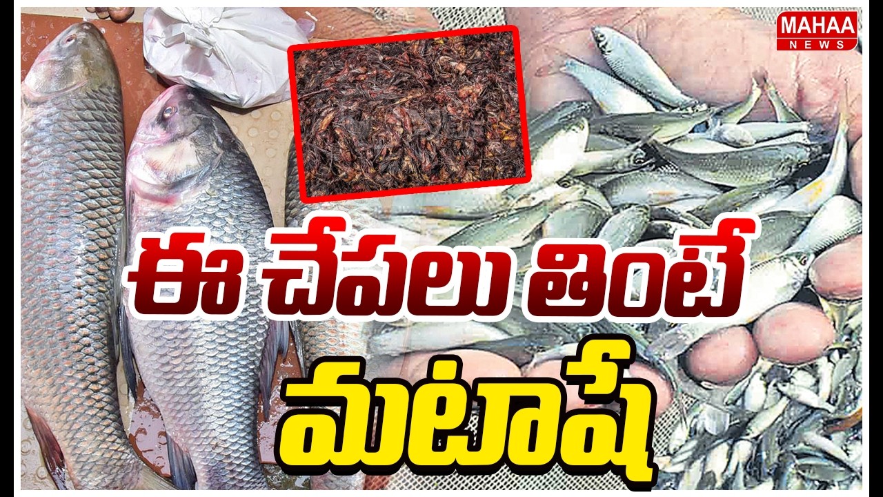 చికెన్ వ్యర్థాలతో చేపల పెంపకం..తిన్నారో ..ఇక అంతే..! | Ummadi Palamuru District