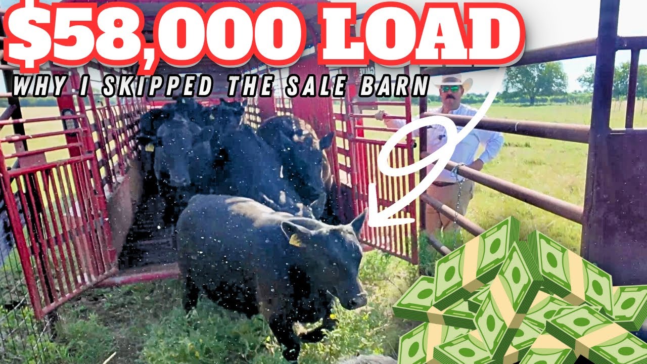 How to Buy & Wean Steers Like a Pro