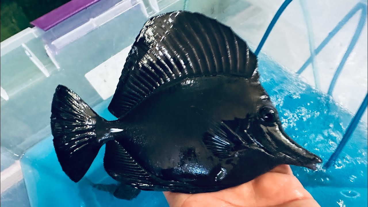 “JET” Black Tang 7” (Christmas Island)