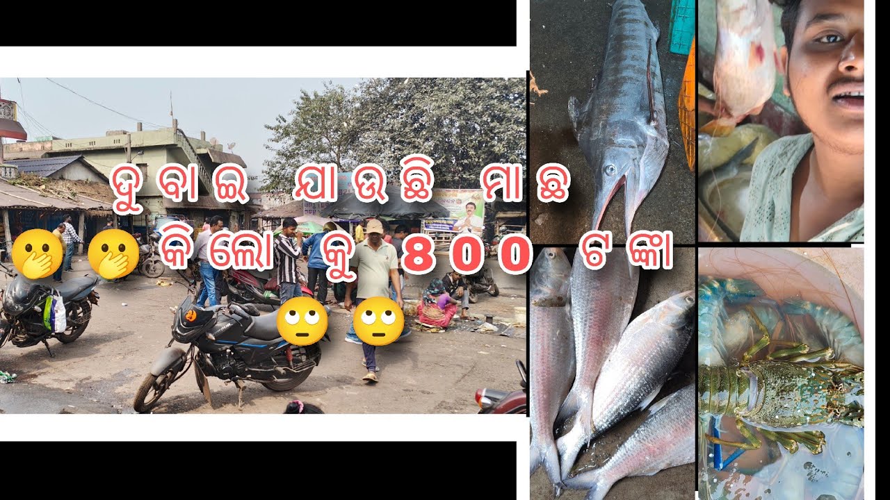ଦୁବାଇ ଯାଉଛି ମାଛ #ଜଗତସିଂହପୁର #ପାରାଦ୍ୱୀପ #fish market